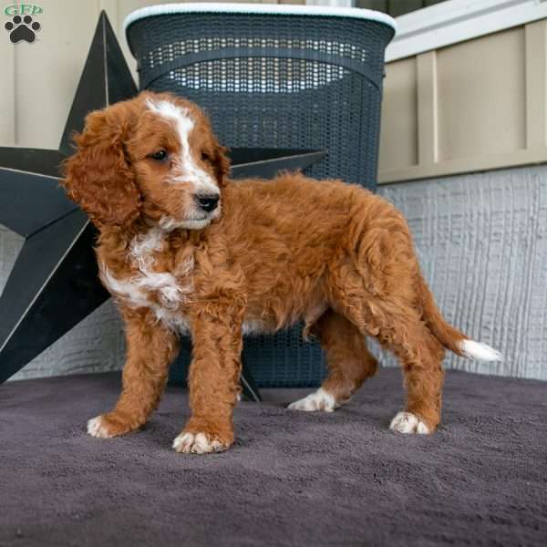 Cody, Mini Goldendoodle Puppy